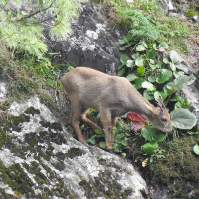 Ghoral in Kugty Wildlife Sanctuary